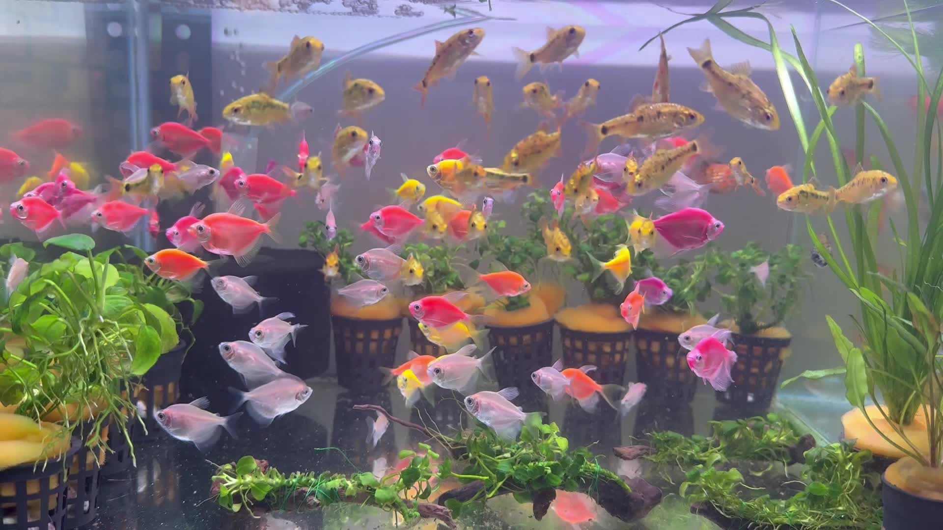 golden barb and glow tetra - 1