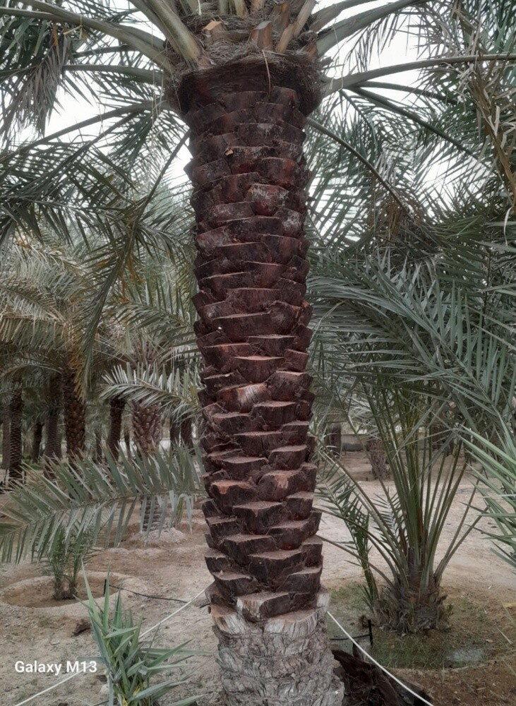 تكريب النخيل، ينظفة، عشان الحشرات - 3