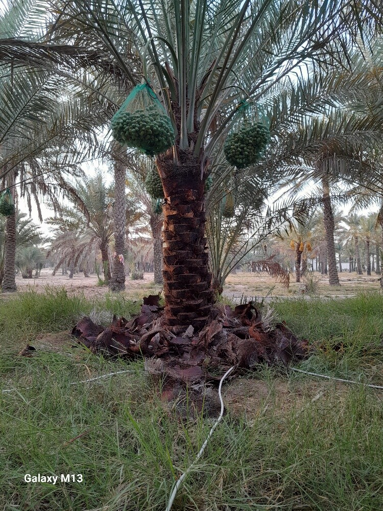 تكريب النخيل، ينظفة، عشان الحشرات - 15