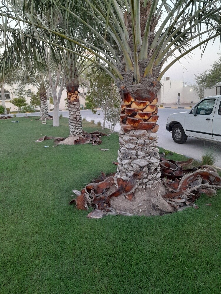 تكريب النخيل، ينظفة، عشان الحشرات - 2