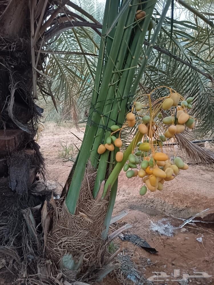 خلاص حبه کبیرة موجودة الضمان - 4