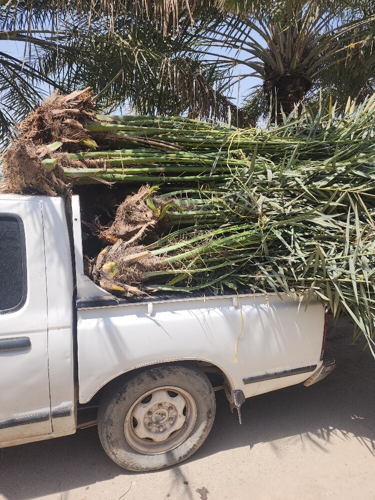 خلاص حبه کبیرة موجودة الضمان - 14