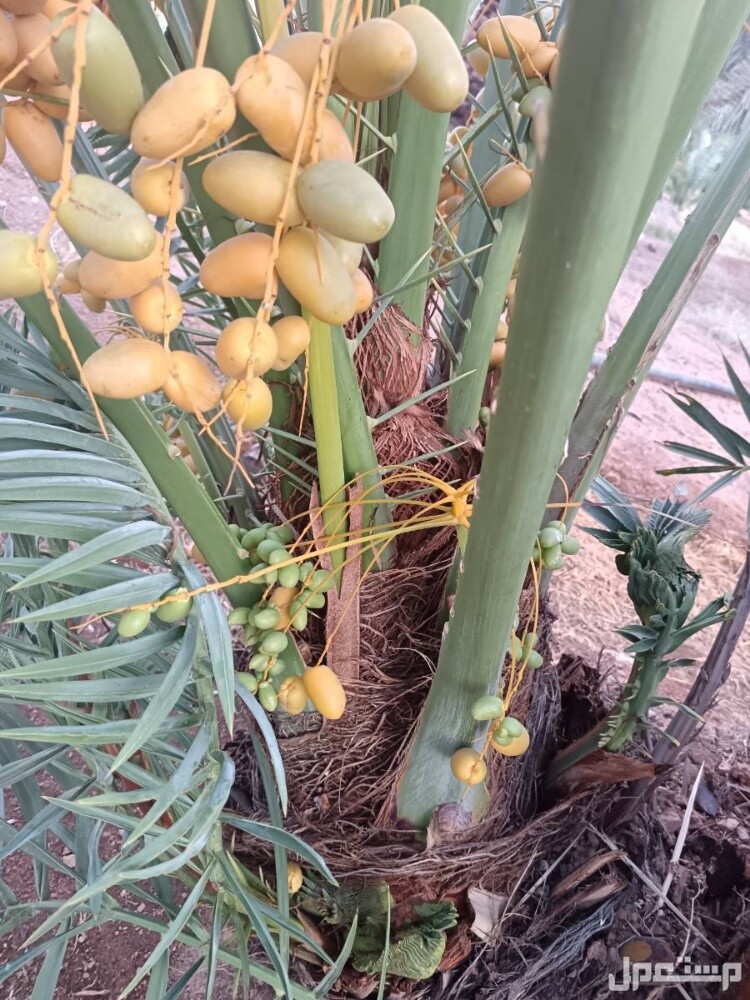 خلاص حبه کبیرة موجودة الضمان - 12