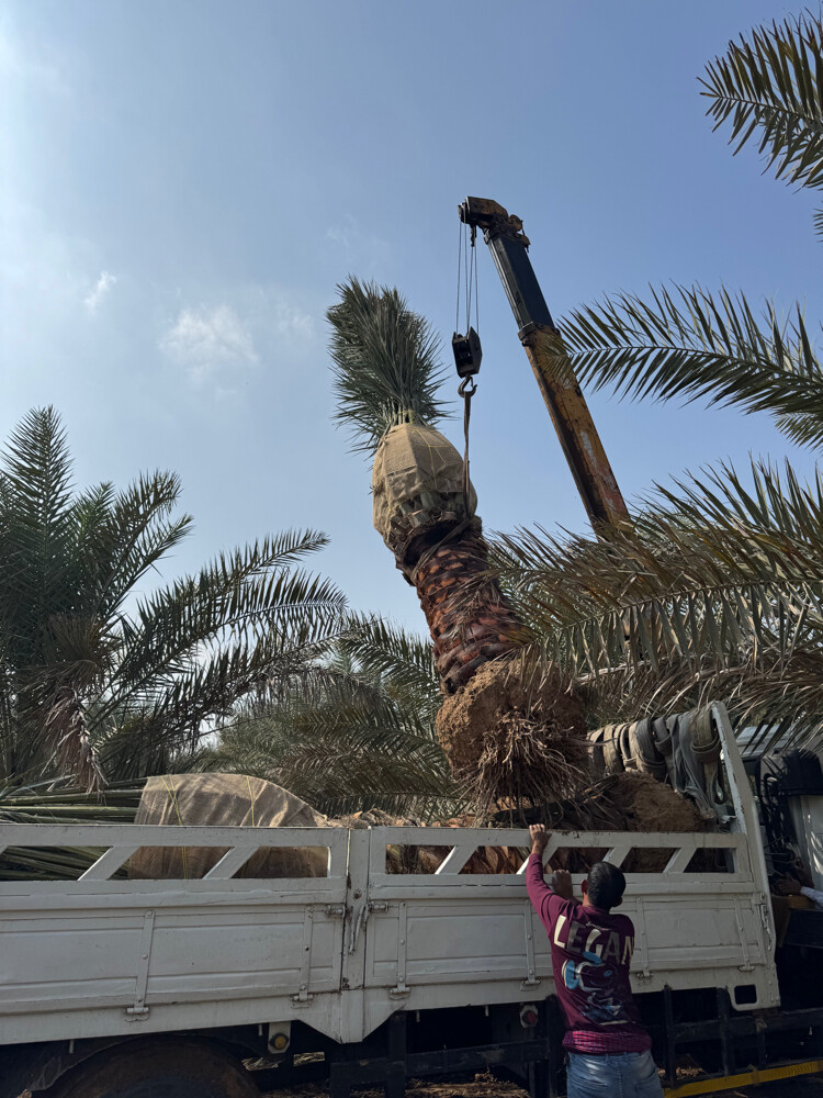 هاوس جاردن  - 1