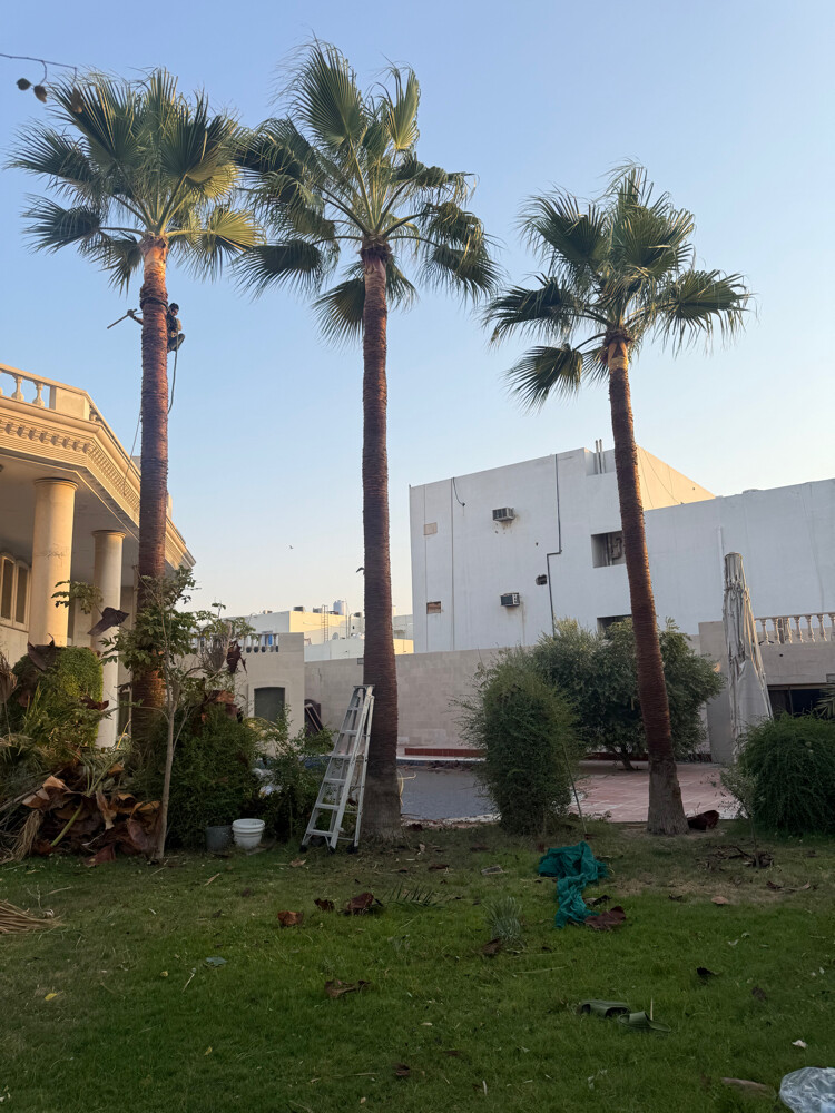 تنظيف ورش وبيع النخل - 3
