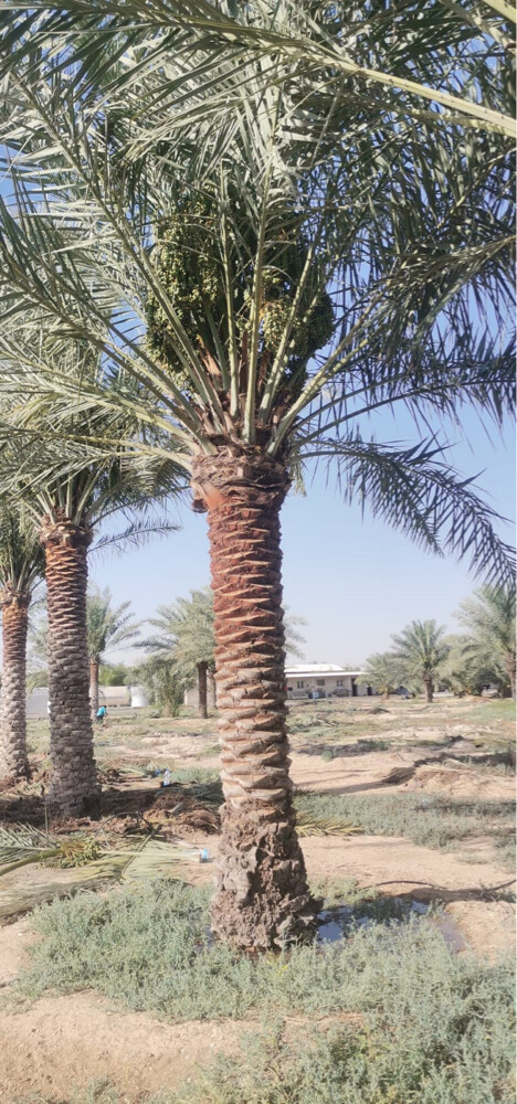 تنظيف ورش وبيع النخل - 8