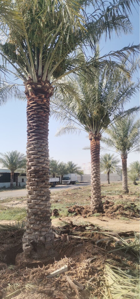 تنظيف ورش وبيع النخل - 7