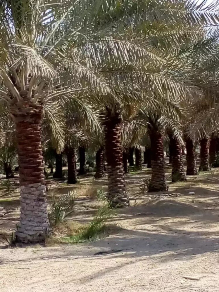 زراعه النخل - 3