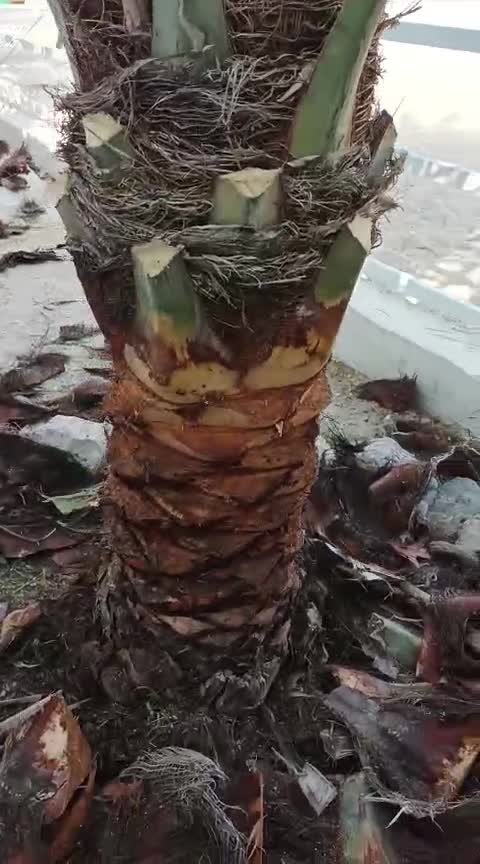 الأول لتكريب وتنظيف النخيل - 1