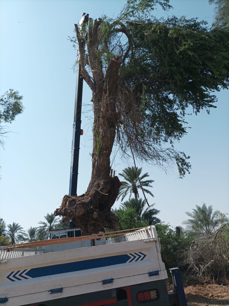 التكريب للنخيل والوشنطونيا - 3