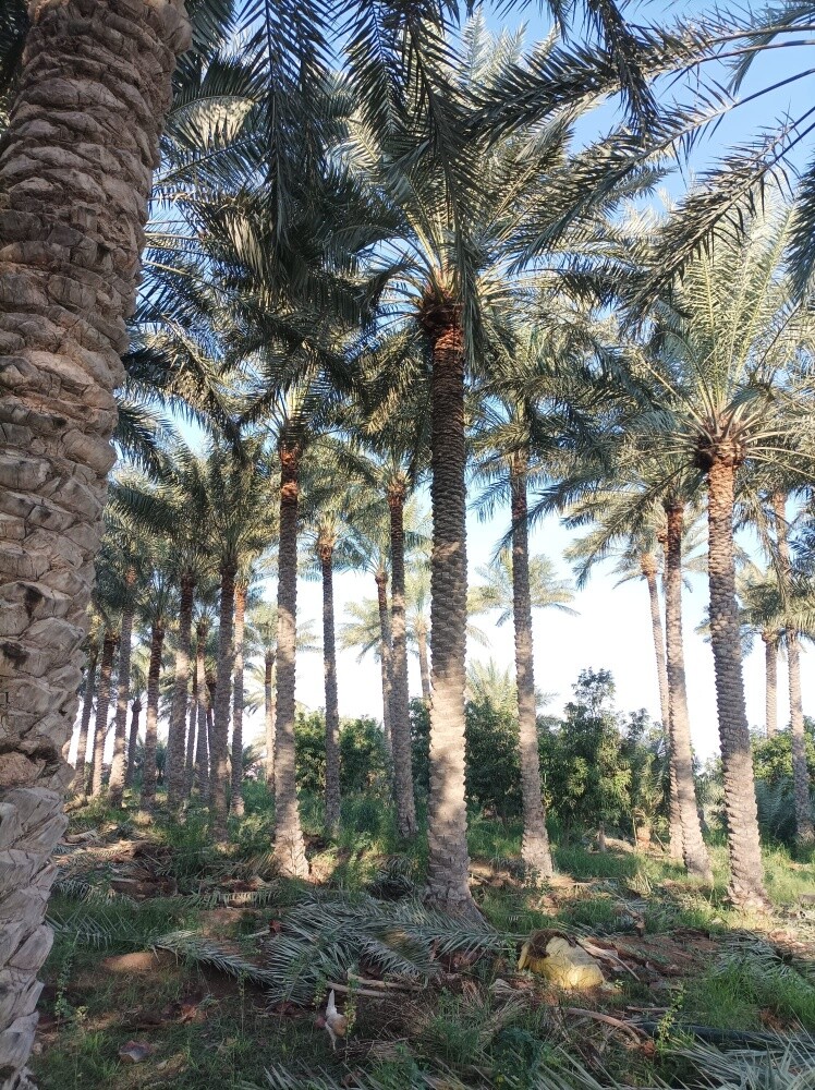 التكريب للنخيل والوشنطونيا - 4