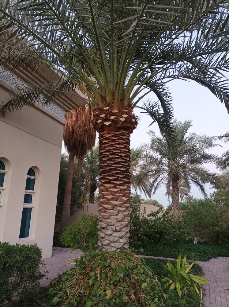 التكريب للنخيل والوشنطونيا - 2