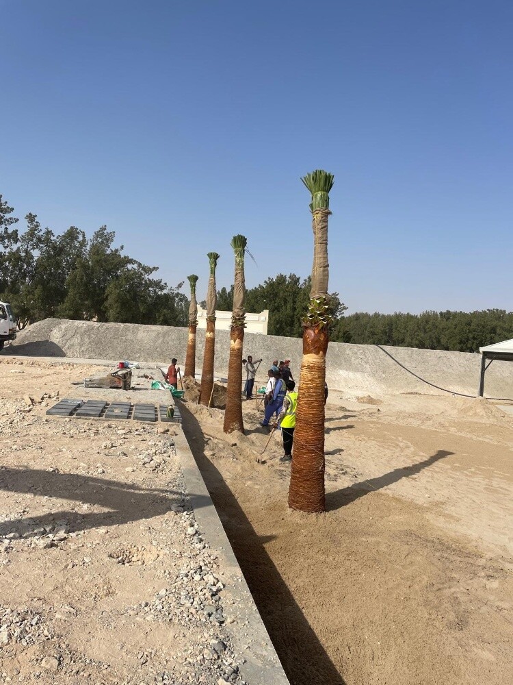 تكريب وكل متعلاقات النخيل - 8
