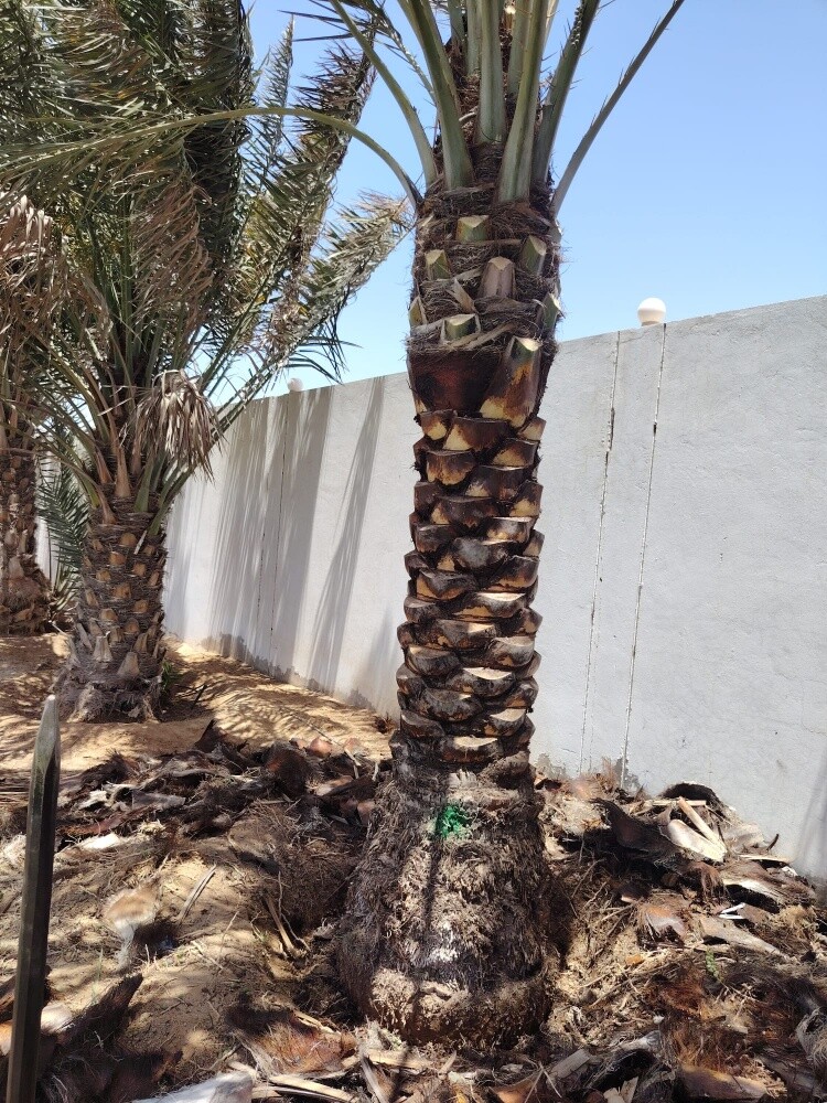 تكريب وكل متعلاقات النخيل - 3