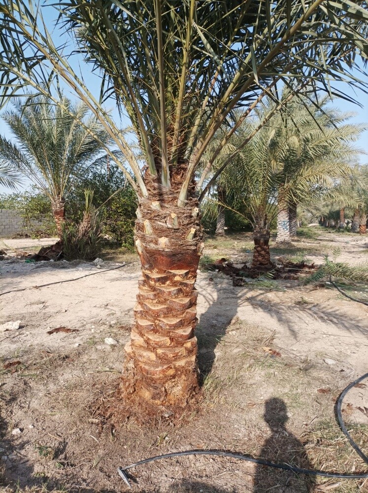 تكريب وكل متعلاقات النخيل - 11