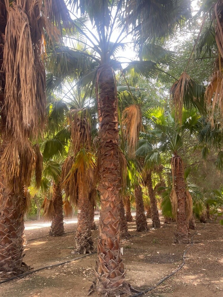 تكريب وكل متعلاقات النخيل - 6