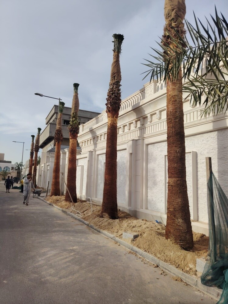 تكريب وكل متعلاقات النخيل - 2
