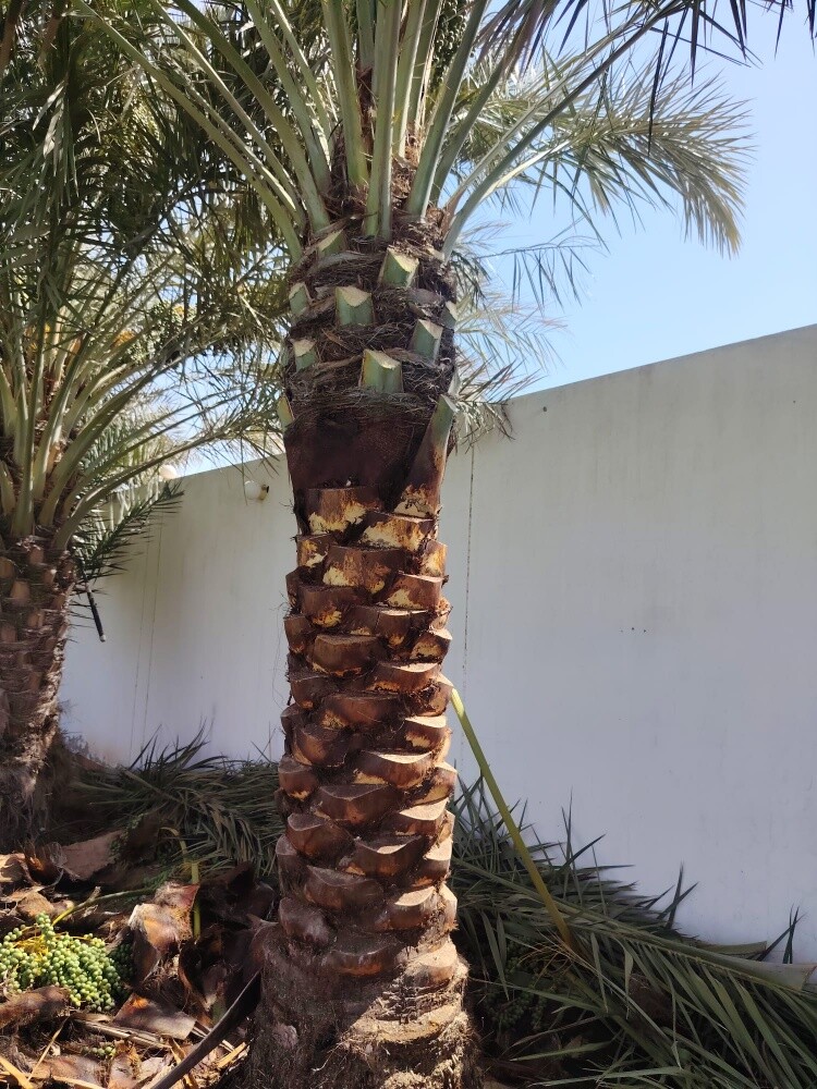 التنظيف وتقليب الأرض وتكريب نخيل - 2