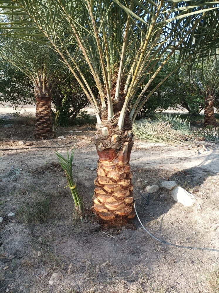 التنظيف وتقليب الأرض وتكريب نخيل - 9