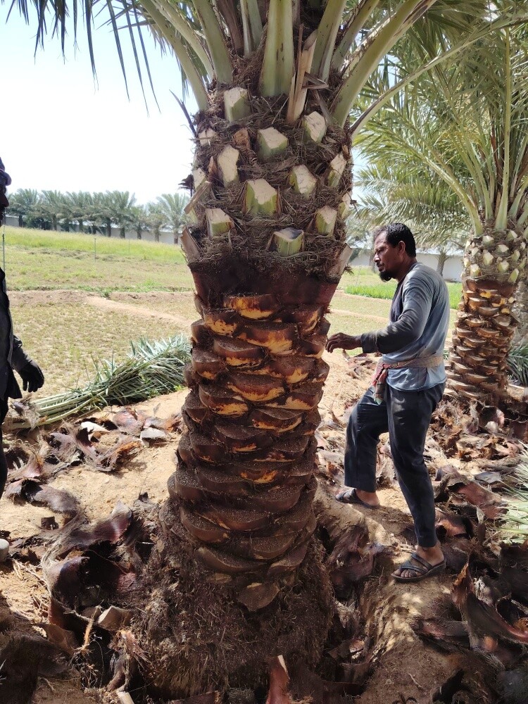 التنظيف وتقليب الأرض وتكريب نخيل - 6