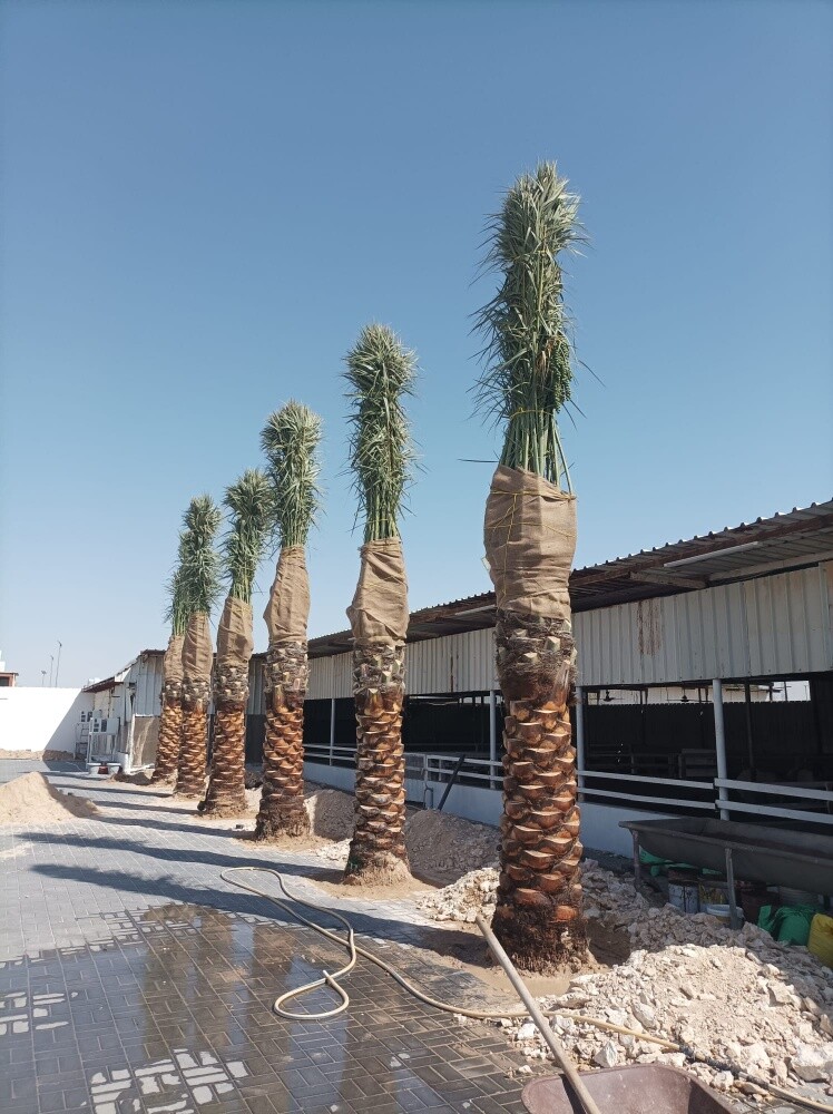تكريب نخيل ت٥٥٧٤٤٣٦٣ - 7