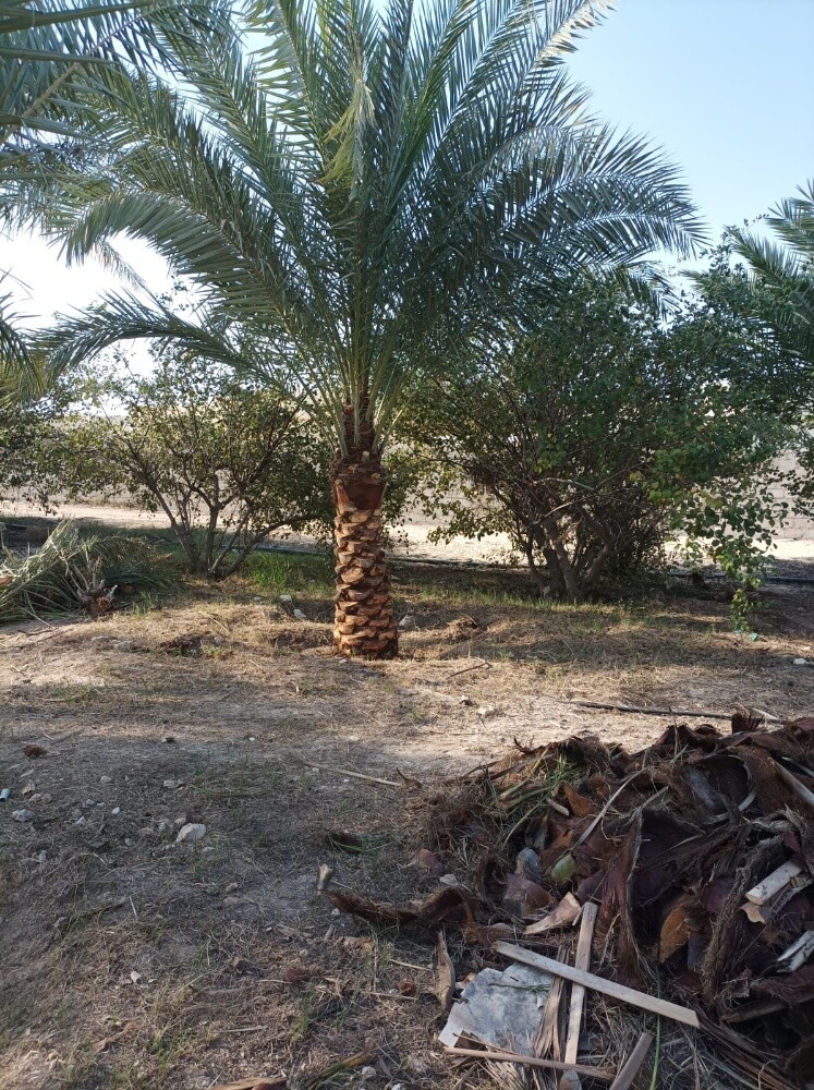 تكريب نخيل ت٥٥٧٤٤٣٦٣ - 3