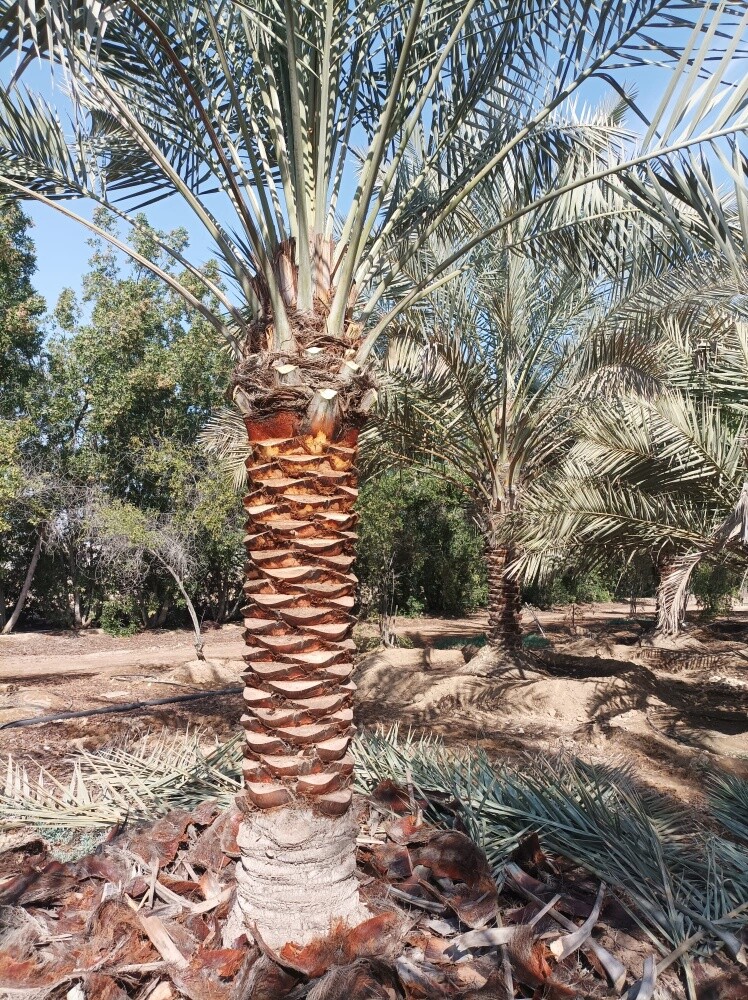 تكريب نخيل ت٥٥٧٤٤٣٦٣ - 4