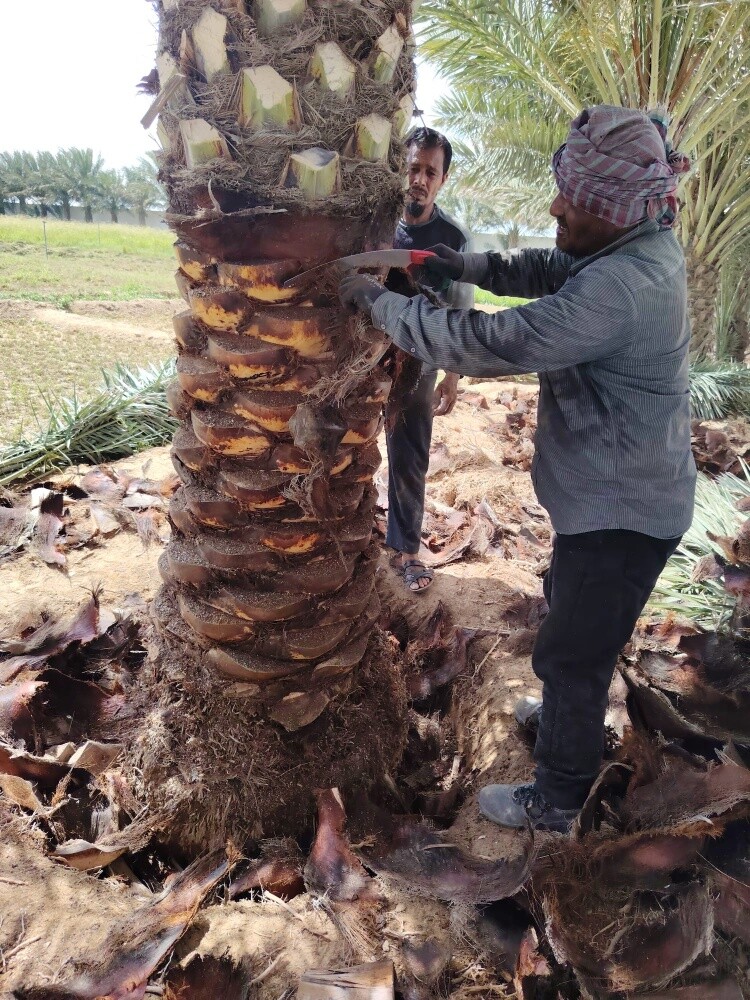 تكريب نخيل ت٥٥٧٤٤٣٦٣ - 8