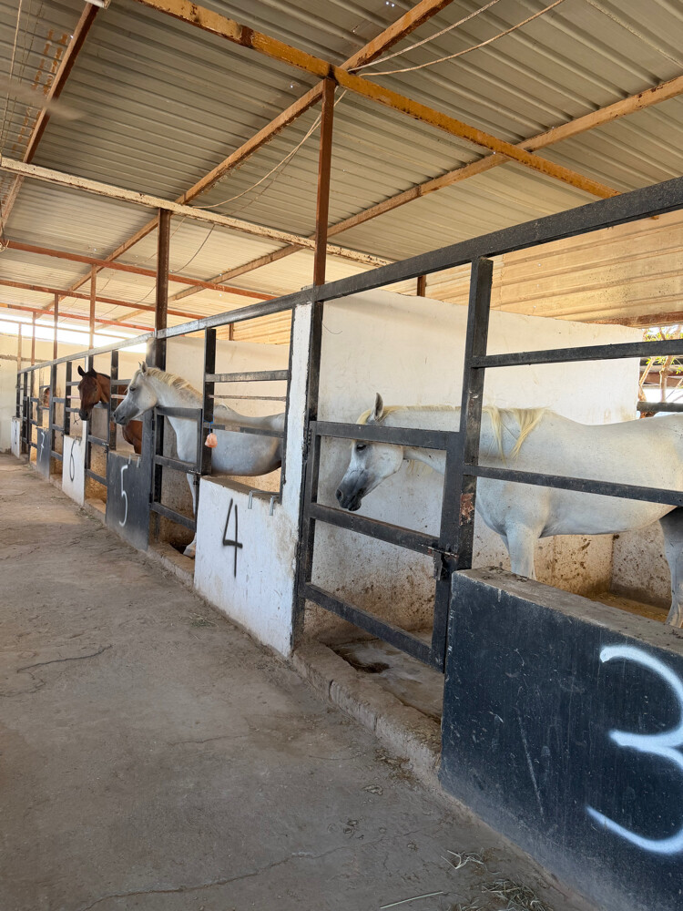 ايواء خيل من 800 الى 1000 - 3