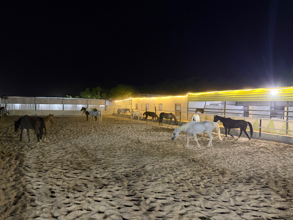 ايواء خيل من 800 الى 1000 - 4