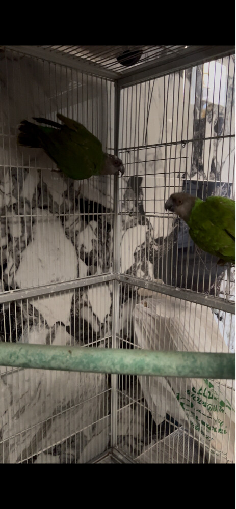 2 senegal pairs - 2