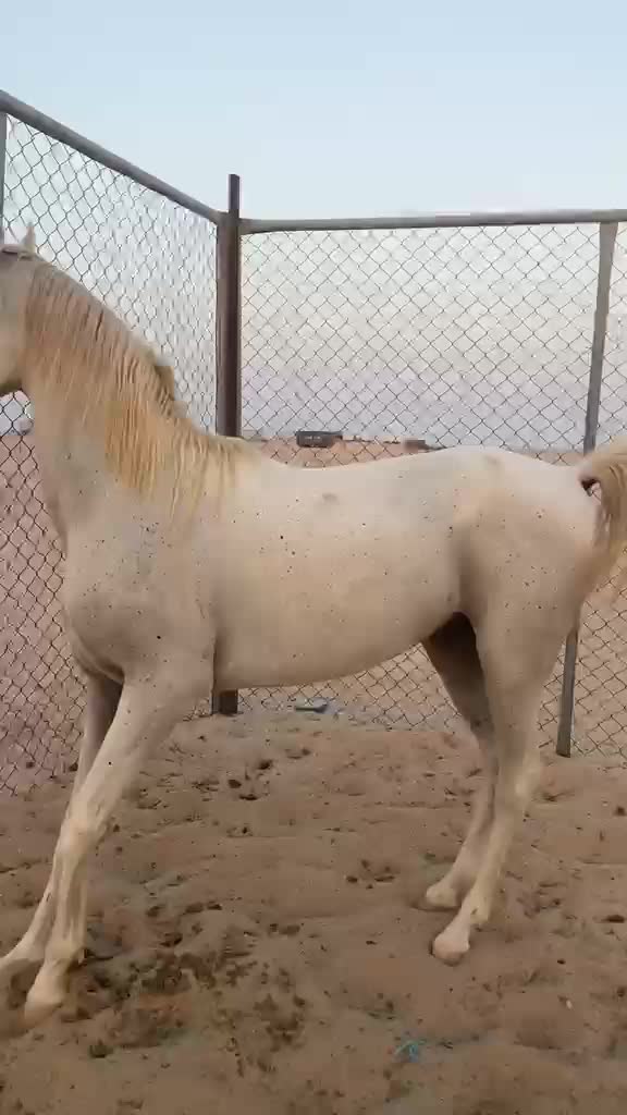 حصان عربي فحل - 1