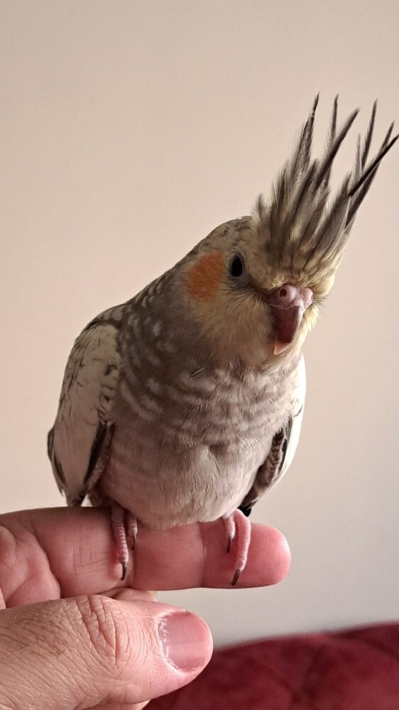 female pearl Cockatiel for sale - 1