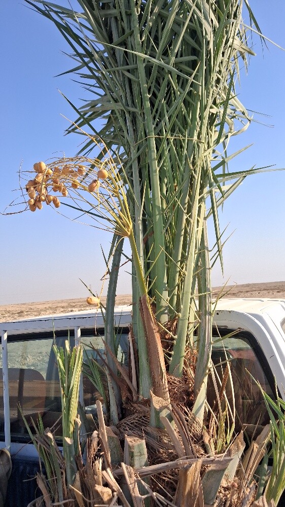 خلاص حبه کبیرة موجودة الضمان - 3