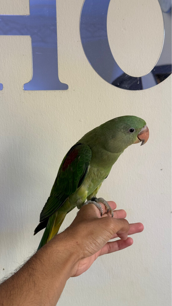 Alexander/nepali - 1