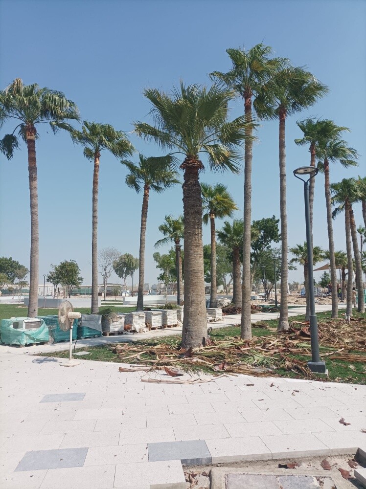 تنظيف النخيل - 5