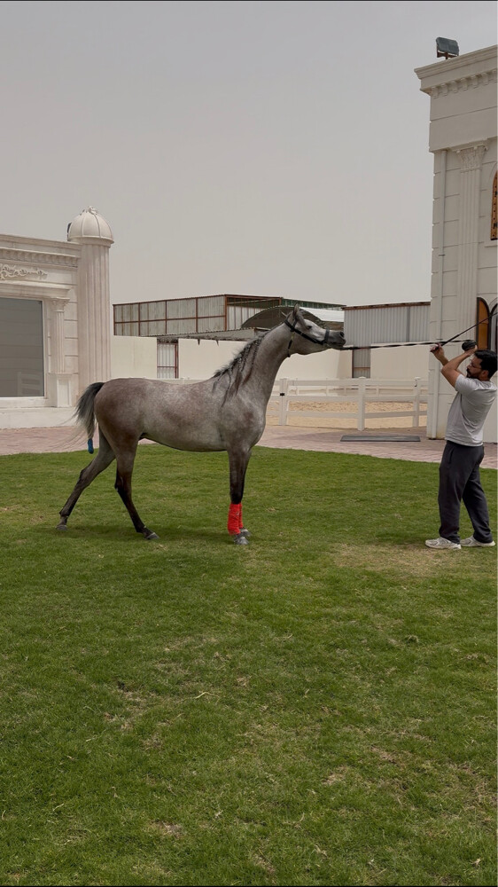 مدرب خيل عربيه و عارض  - 10
