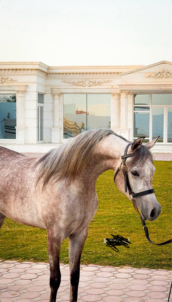 مدرب خيل عربيه و عارض  - 8