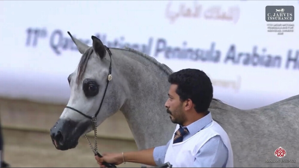 مدرب خيل عربيه و عارض  - 14