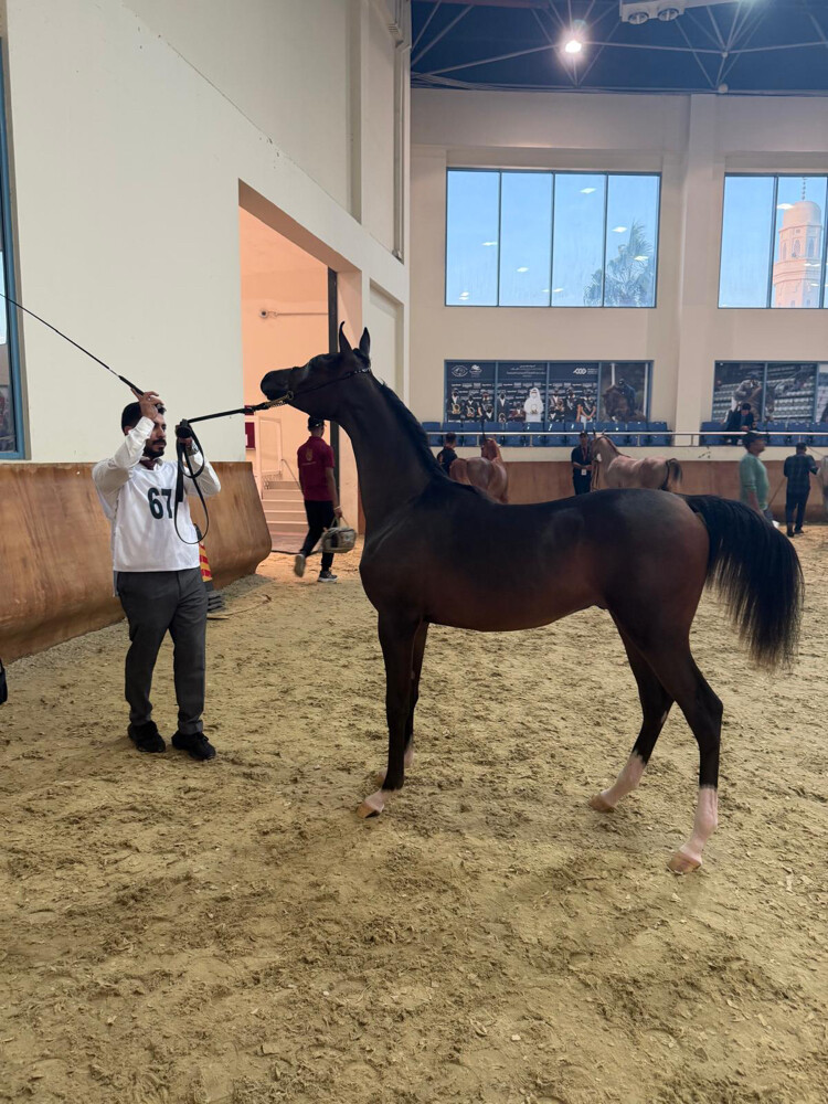 مدرب خيل عربيه و عارض  - 9