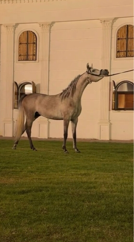 مدرب خيل عربيه و عارض  - 5