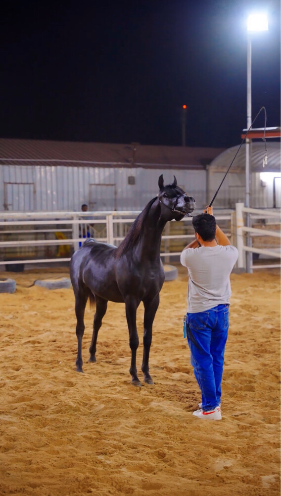 مدرب خيل عربيه و عارض  - 6