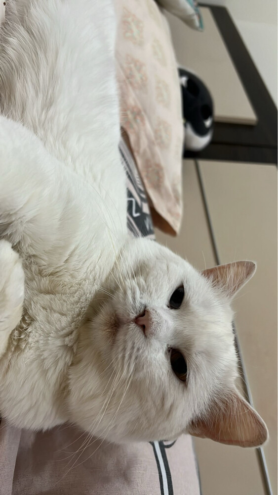 zuko - 3