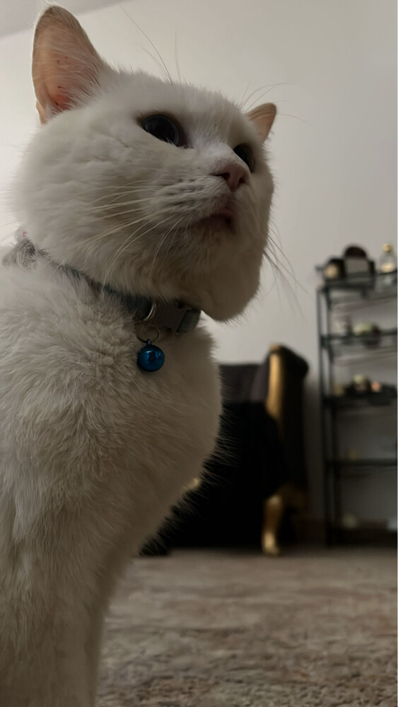 zuko - 2