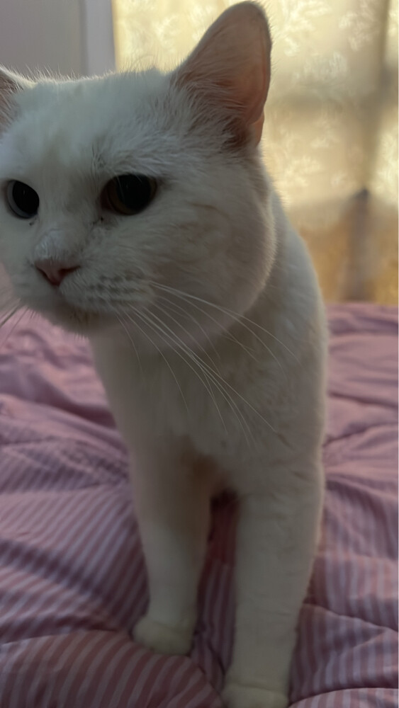 zuko - 4