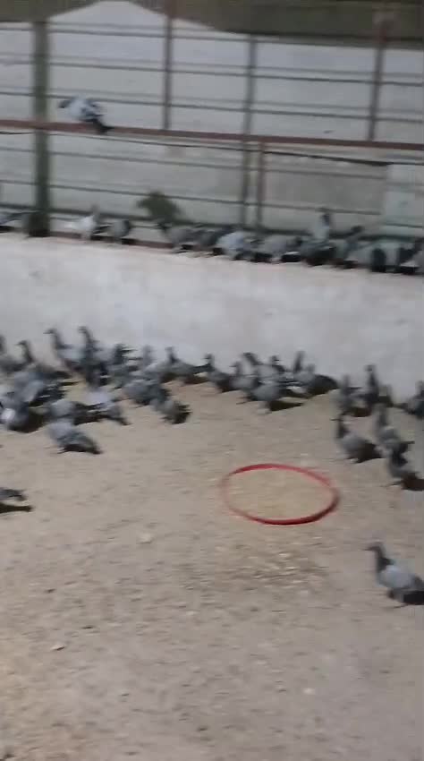 للبيع فروخ زاجل - 1