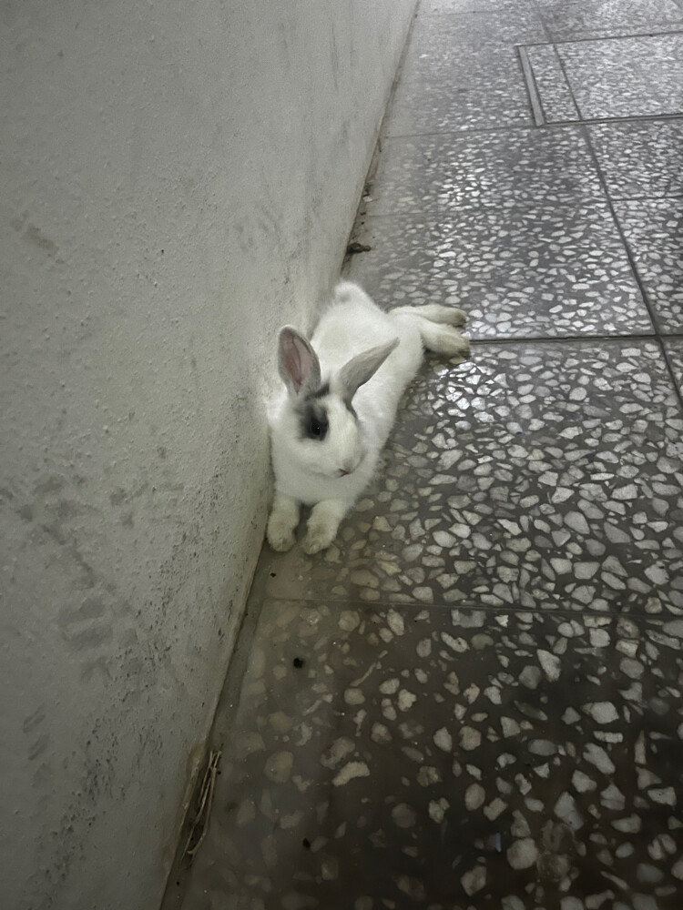 Rabit  - 2
