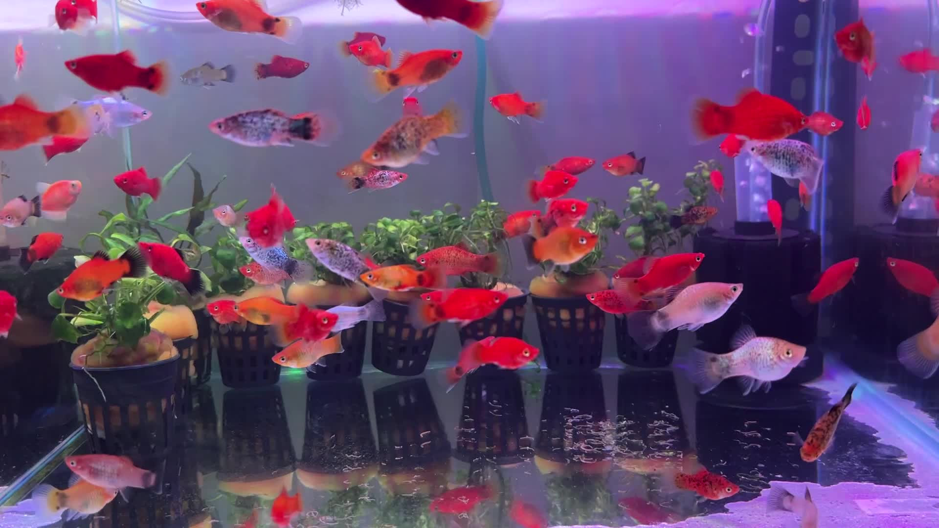 platies for sale  - 1