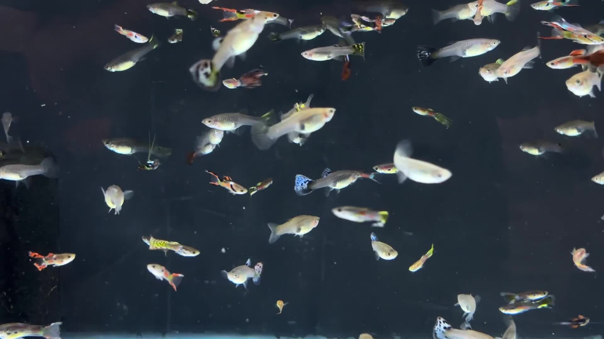 mixed guppies for sale  - 1
