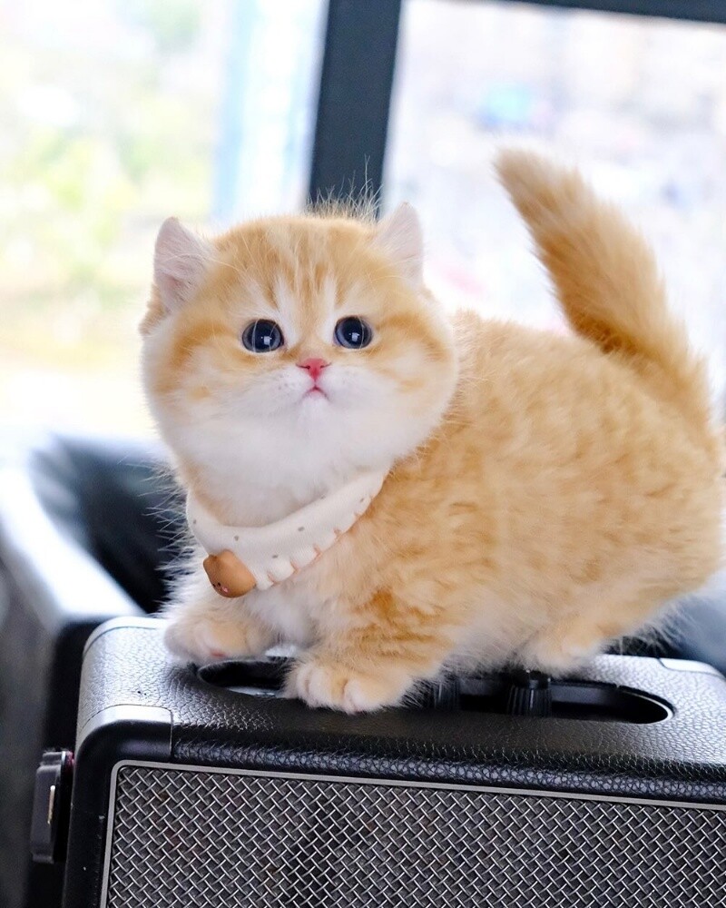 Cute British Shorthair kittens - 2